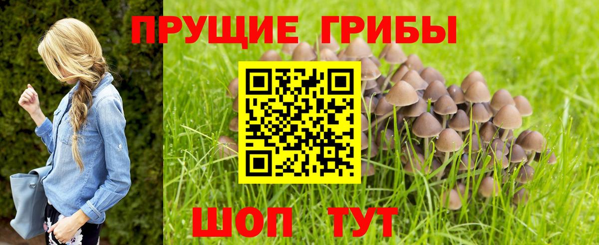 Черемхово  Галлюциногенные грибы GOLDEN TEACHER  Вход с VPN 